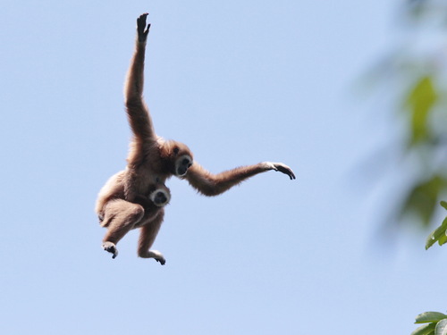 Lar Gibbon (Hylobates lar)