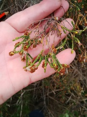 Passerina paleacea