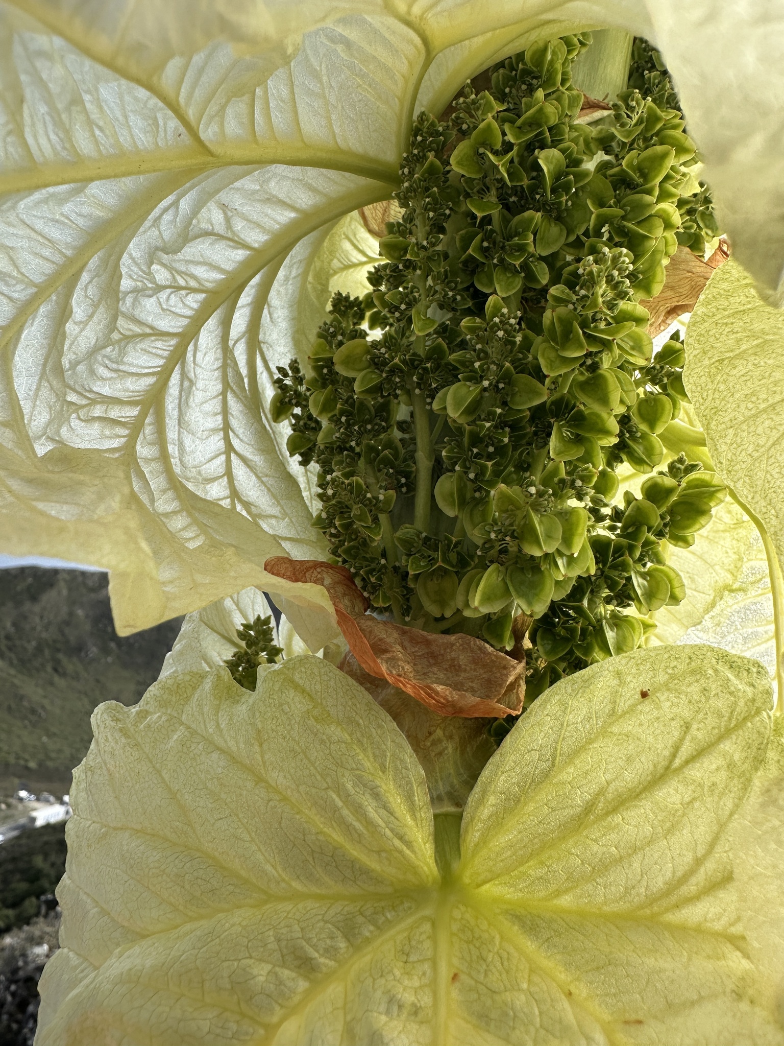 Ruibarbo del Himalaya (Rheum nobile) · Natusfera, image size:1536x2048