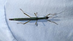 Damasippus