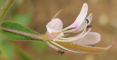 Cleome