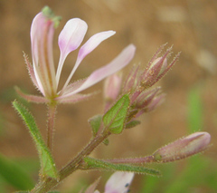 Cleome