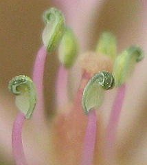 Cleome