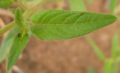 Cleome