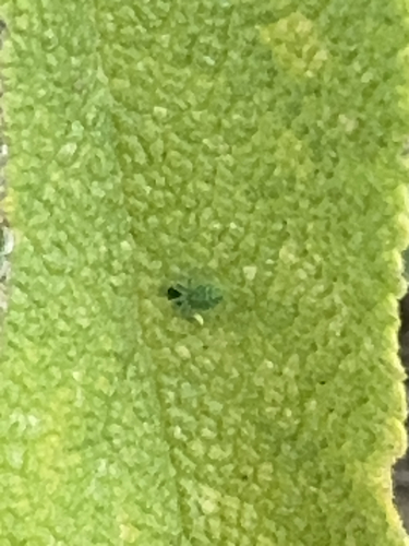 Grüne Kräuselspinne