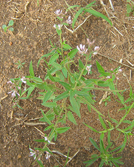 Cleome