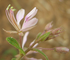 Cleome