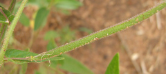 Cleome