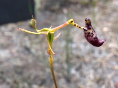 Drakaea livida
