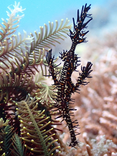 Ornate Ghost Pipefish