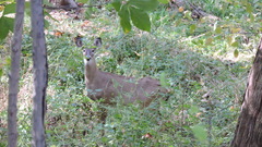 Odocoileus virginianus