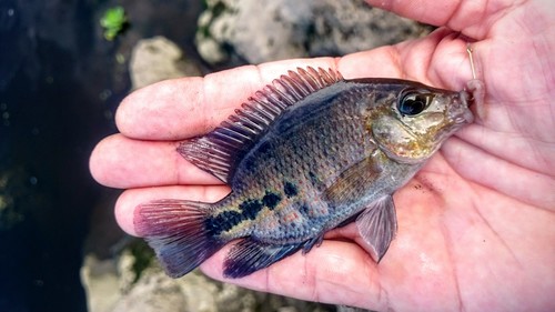 Redhead Cichlid