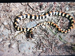 Homoroselaps lacteus