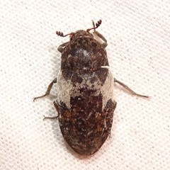 Dermestes marmoratus