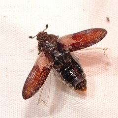 Dermestes marmoratus