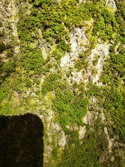 Zygodon viridissimus