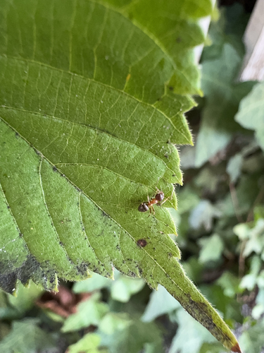 Braune Wegameise