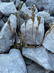 Sedum magellense