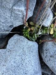 author not stated, no rights reserved Sedum magellense, photograph author not stated, no rights reserved