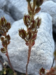 author not stated, no rights reserved Sedum magellense, photograph author not stated, no rights reserved