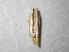 Ardozyga chionoprora