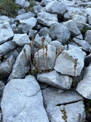 author not stated, no rights reserved Sedum magellense, photograph author not stated, no rights reserved