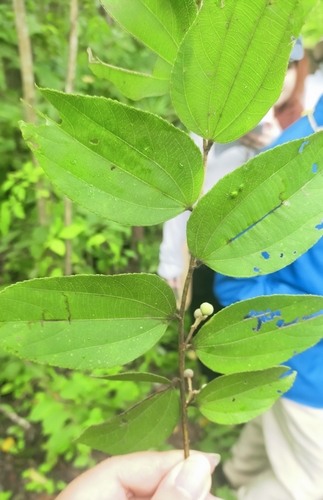 Grewia eriocarpa observed 2025-07-26