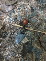 Dinomyrmex gigas