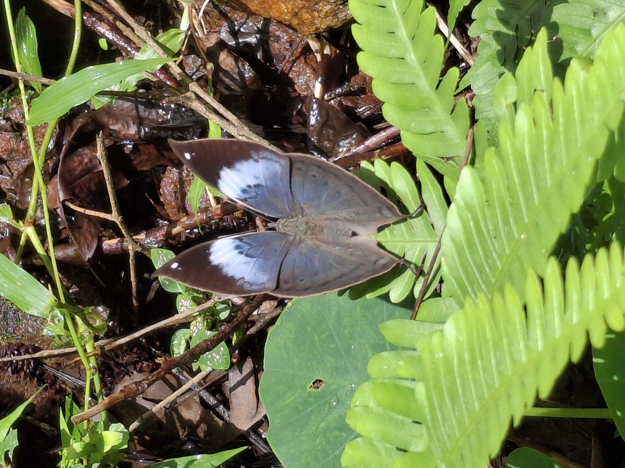 Sahyadri Blue Oakleaf