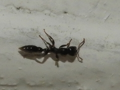 Tetraponera