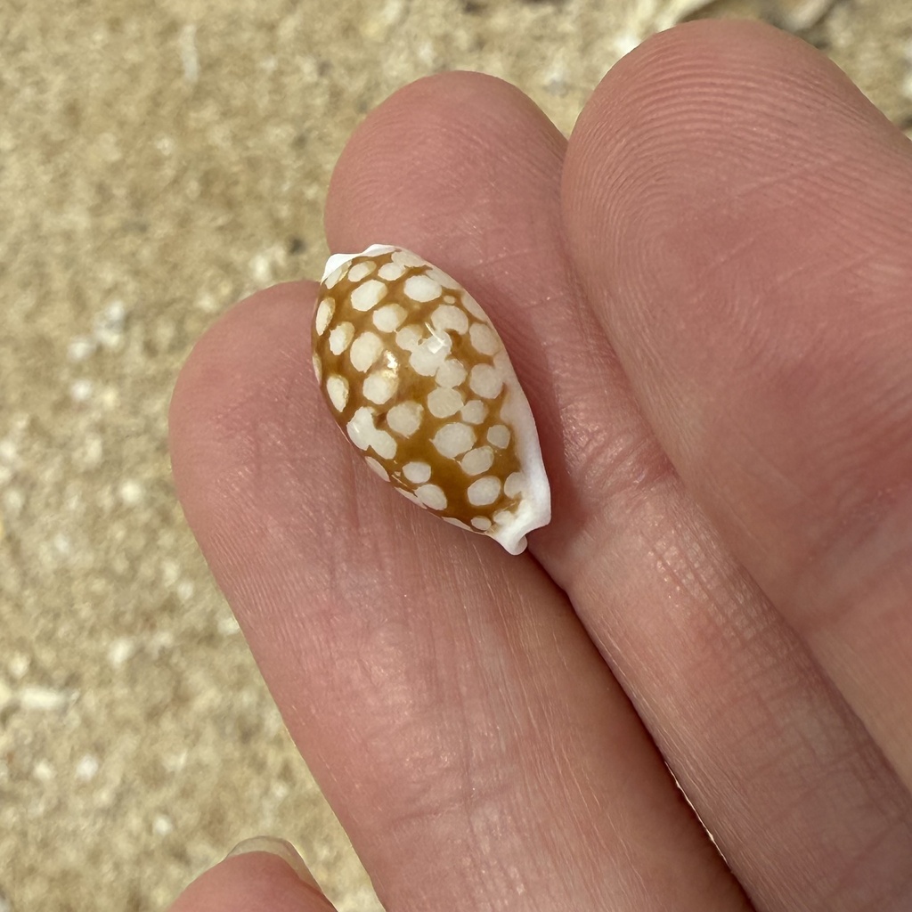 Sieve cowrie