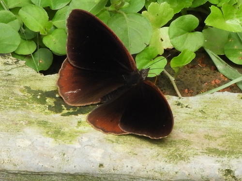 Velvet Tree Nymph