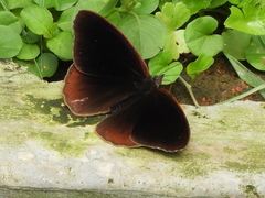 Sevenia occidentalium