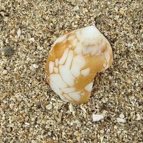 Conus aulicus observed 2025-07-29