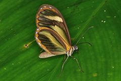 Pteronymia aletta lilla