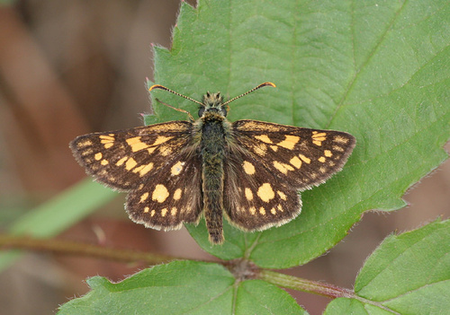 Chequered Skipper, Goirle, NL-NB, NL, photo 8 of 10