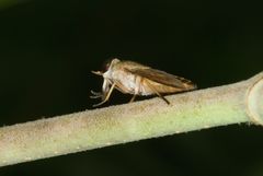 Tabanus occidentalis