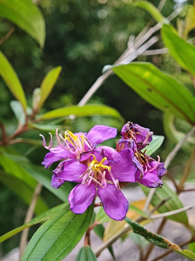 Melastoma malabathricum, FVPX+PWJ, Lam Sin, Srinagarindra District, Phatthalung 93000, Thajsko