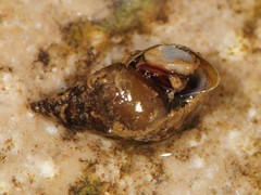 Pleuroceridae