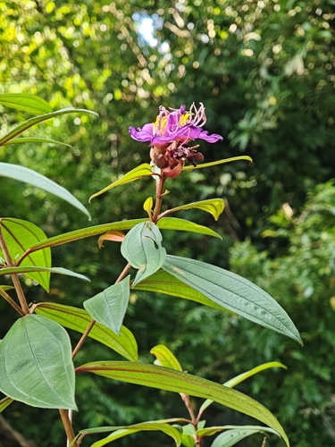 Melastoma malabathricum