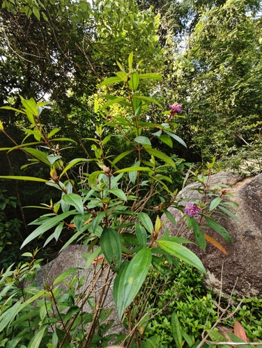 Melastoma malabathricum