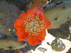 Opuntia quimilo