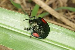 Discomorpha peruviana