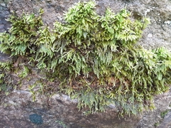 Thamnobryum alopecurum