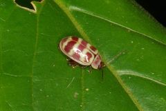 Asphaera quadrifasciata