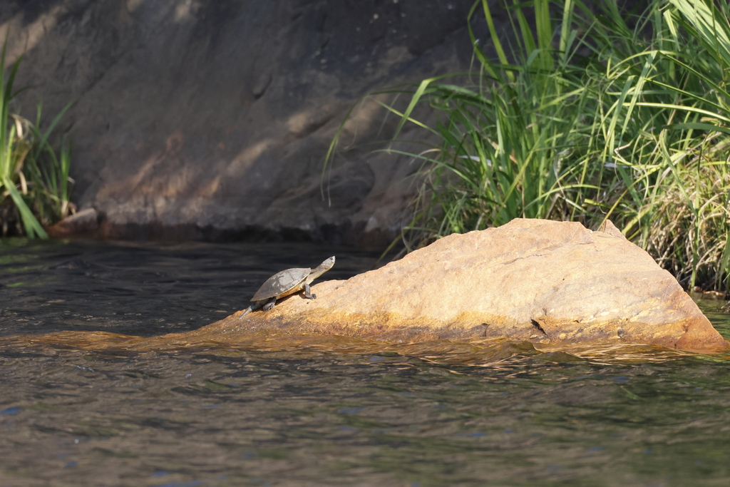 Northern Australian Snapping Turtle