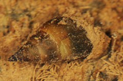 Pleuroceridae