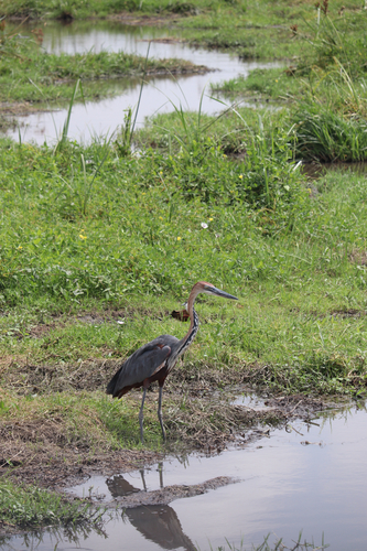 Goliath Heron