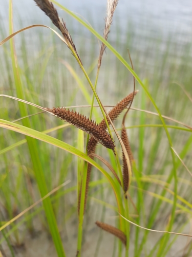 slender tufted-sedge