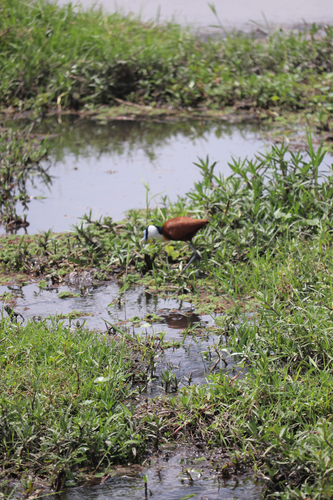 African Jacana